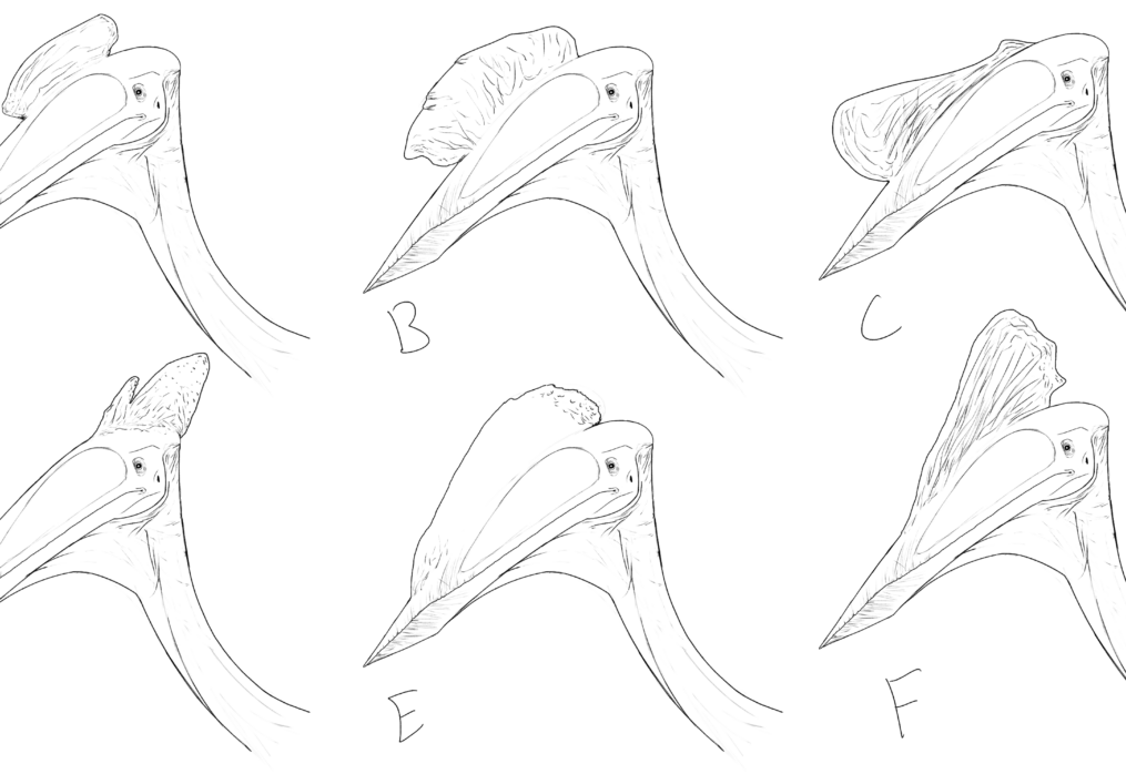 Hatz Crest Shapes